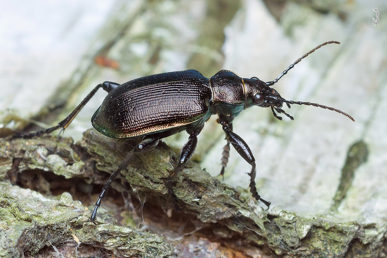 Calosoma (Calosoma) Inquisitor