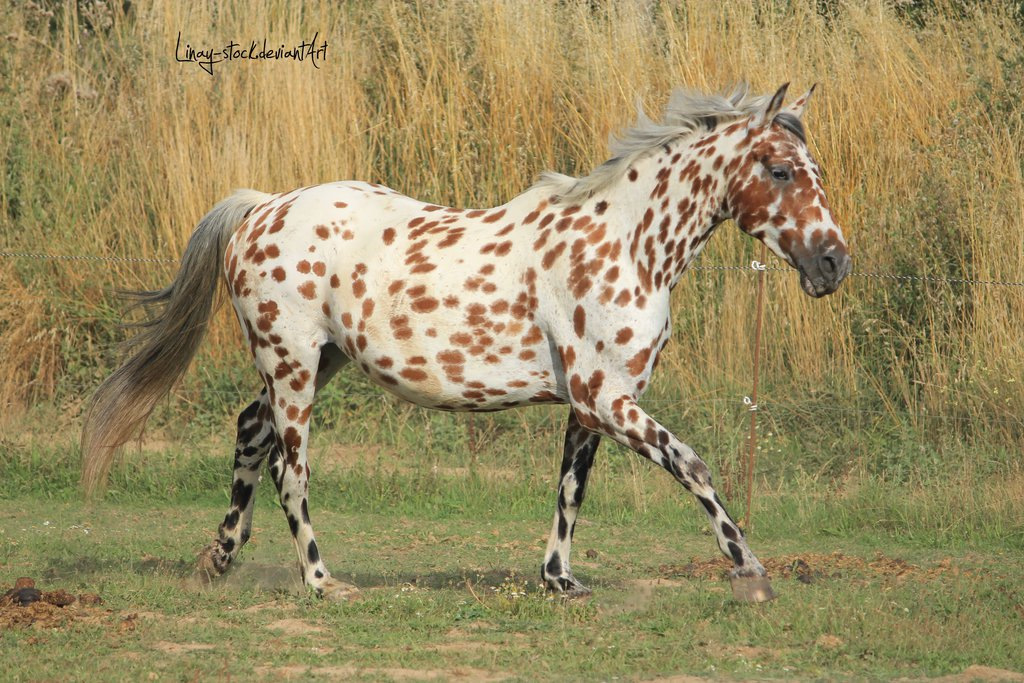 Appaloosa sport horse