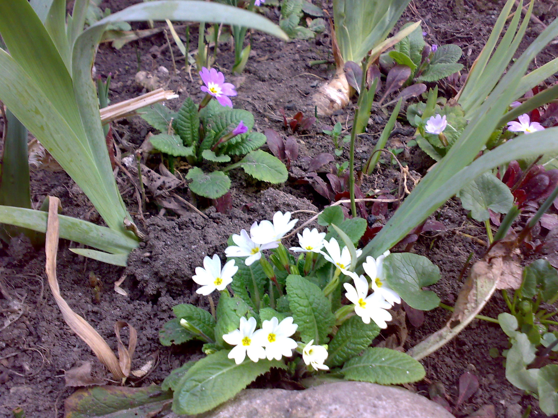 76650 км — Замена реактивных тяг. 29 -02 — 2020 — Chevrolet Niva, 1,7 л ...