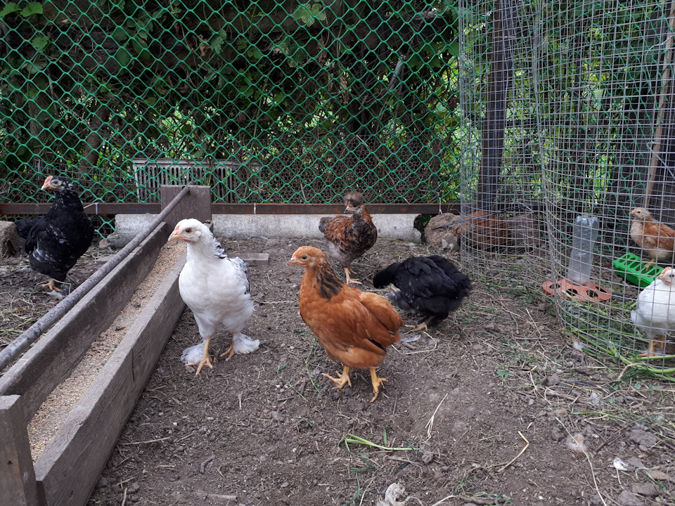 выращивание куриц на даче