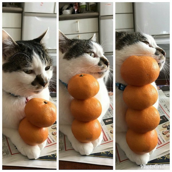 Новогодний кот с мандаринами мем