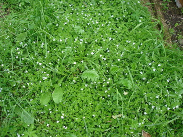 Фото травы мокрица на огороде фото