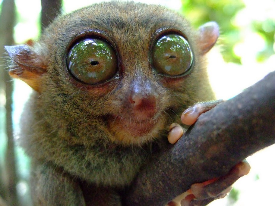 Мем с мышкой с большими глазами. Лемур Лори долгопят. Мадагаскарский долгопят. Лори, долгопят, галаго. Обезьяна долгопят.