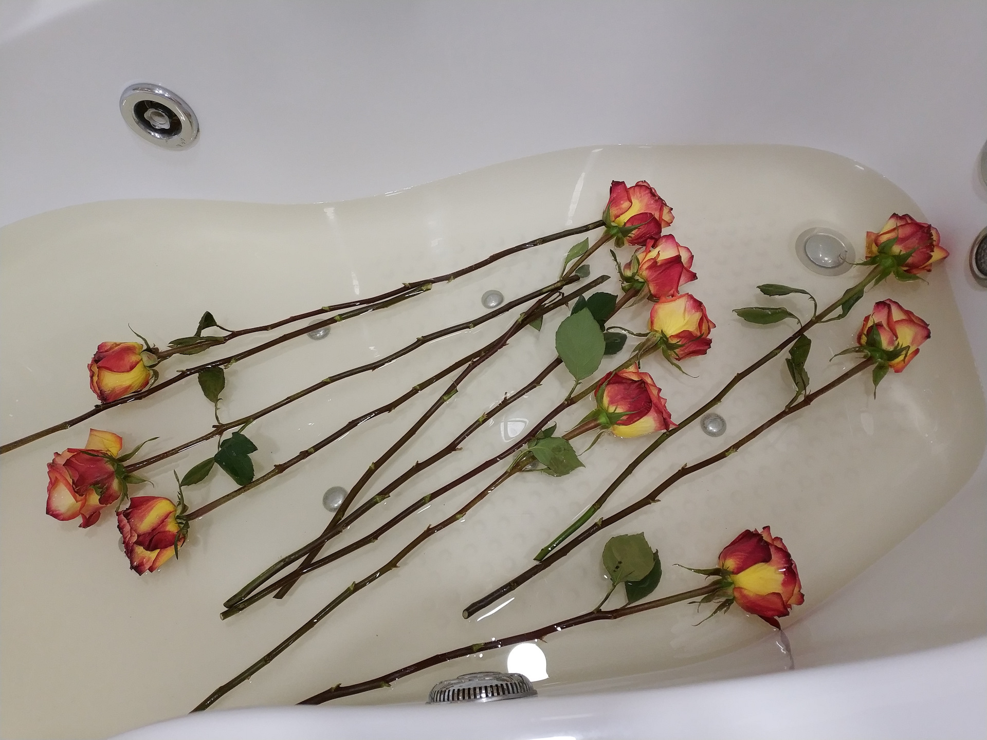 Розы ставить в холодную воду. Розы в ванной. Ванная с розами. Розы в ванной с холодной водой. Розы в холодную ванну.