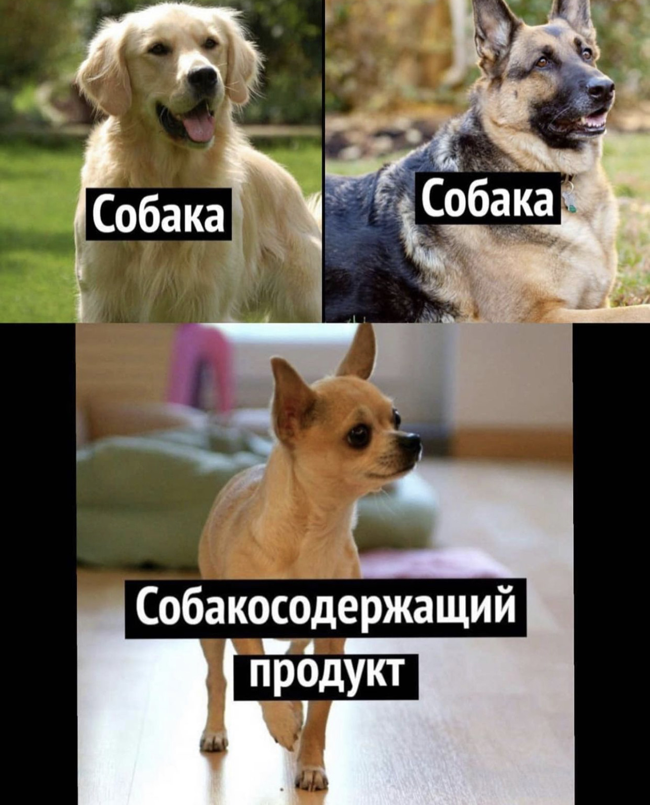 Заводи собака. Собакосодержащий продукт. Собака содержащий продукт. Собака сокосодержащий продукт. Собака собакосодержащая.