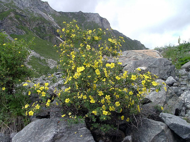 Кустарники горного алтая фото и названия