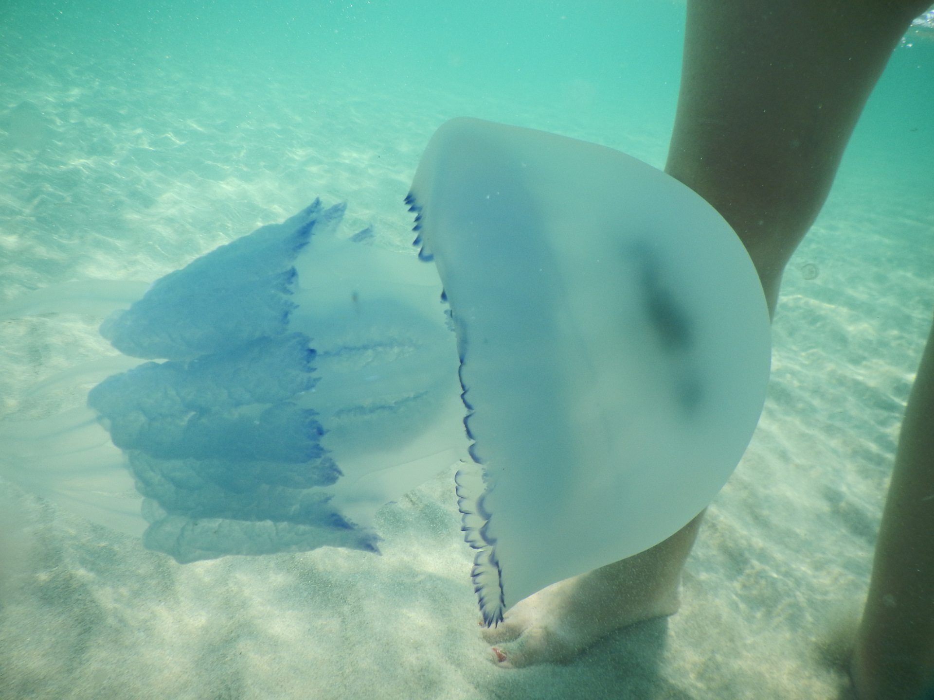 Оленевка медузы