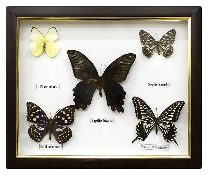 Озон купить бабочку. Коллекции бабочек в рамках. Рамка "бабочка". Бабочки в рамке под стеклом. Черные бабочки в рамку.