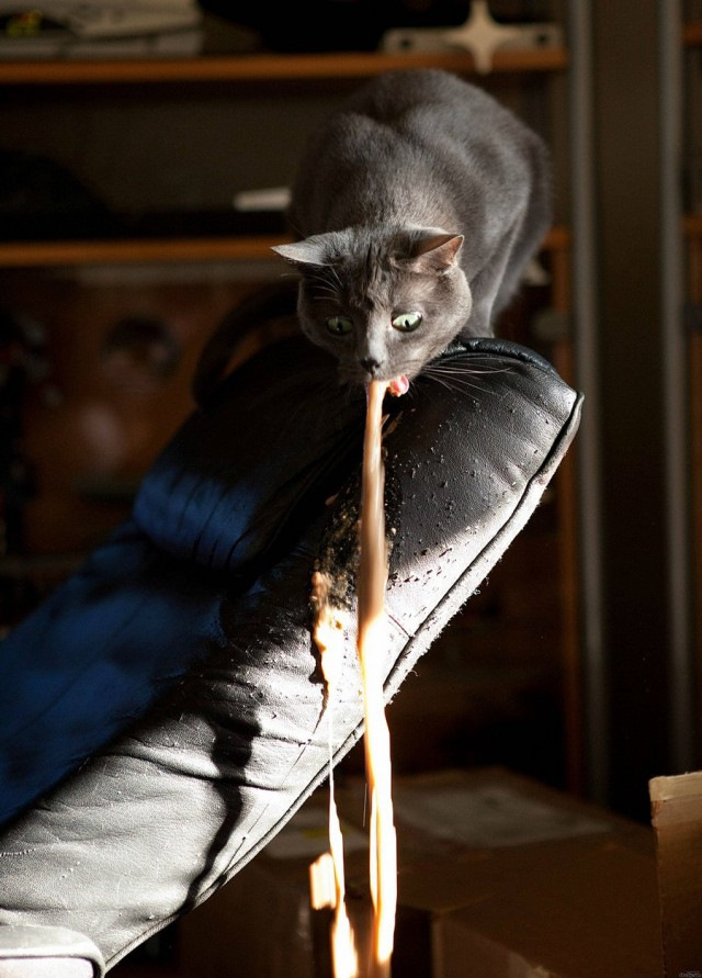 Кошку тошнит