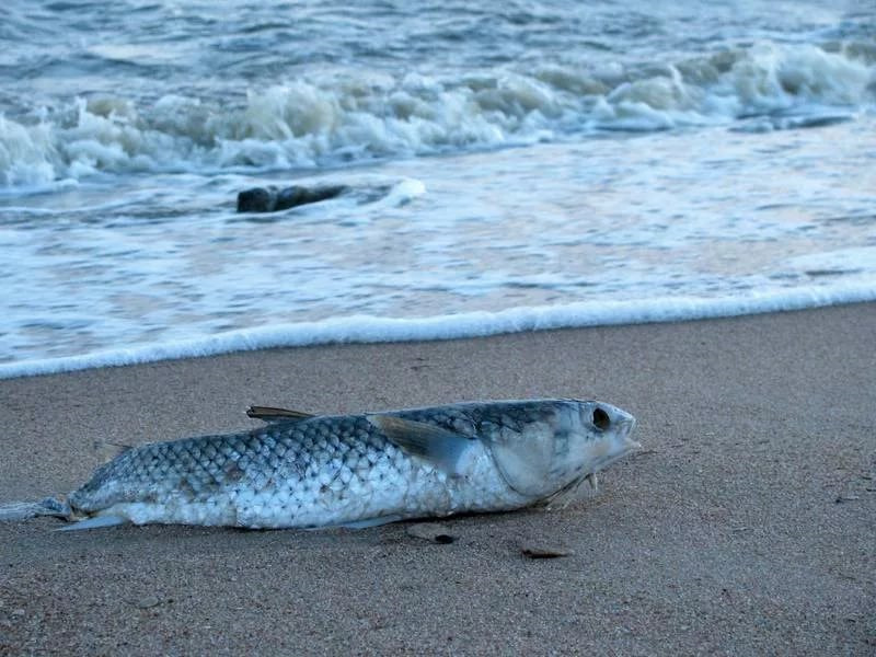 Какие животные в азовском море. Рыба на берегу. Рыба выброшенная на берег. Рыбка на берегу. Каспийское море животные рыбы.