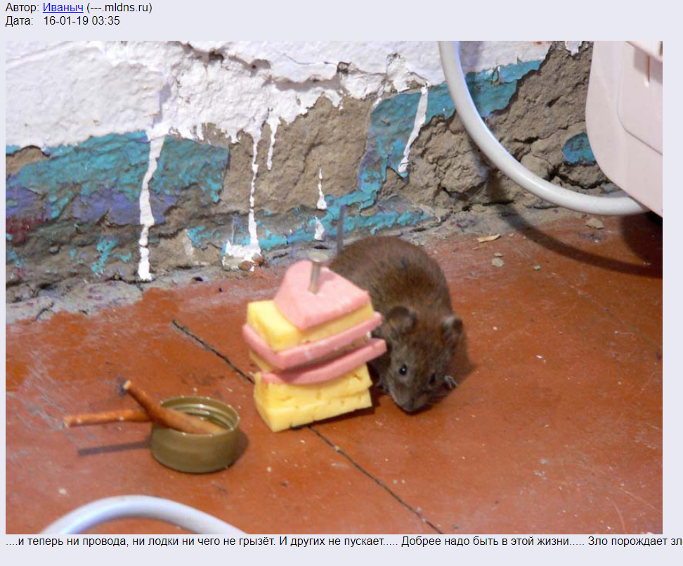 Мыши обгрызли. Защита дома от мышей. Защита канализации от крыс.