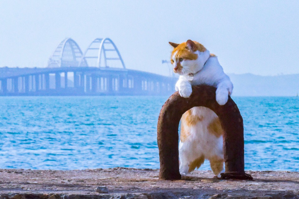 Кот мостик