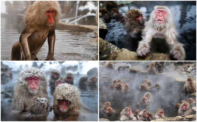 Группа обезьяна купается в теплой. Обезьяны в горячих источниках. Обезьяны в термальных источниках. Японские обезьяны в теплых источниках. Обезьянки в горячем источнике.