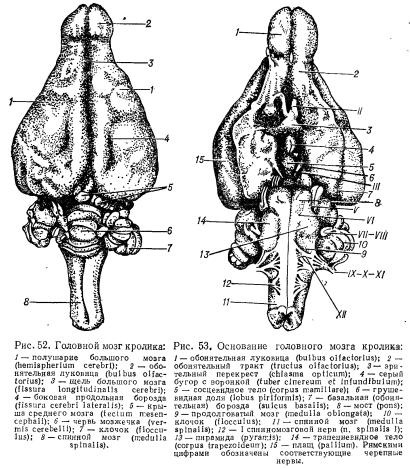 Головной мозг кролика рисунок