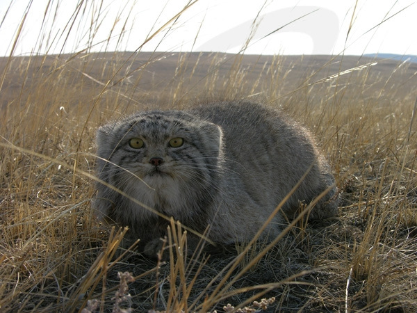 Степной кот