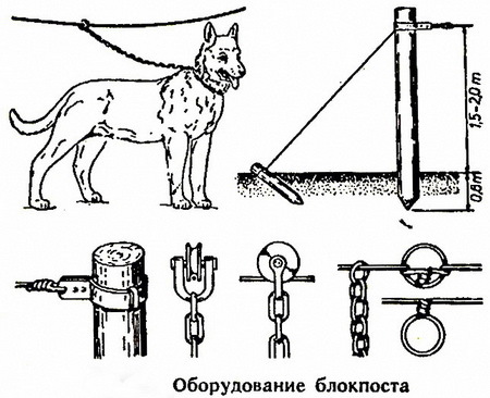 На рисунке показаны маршруты перемещения собаки на кухне к корму