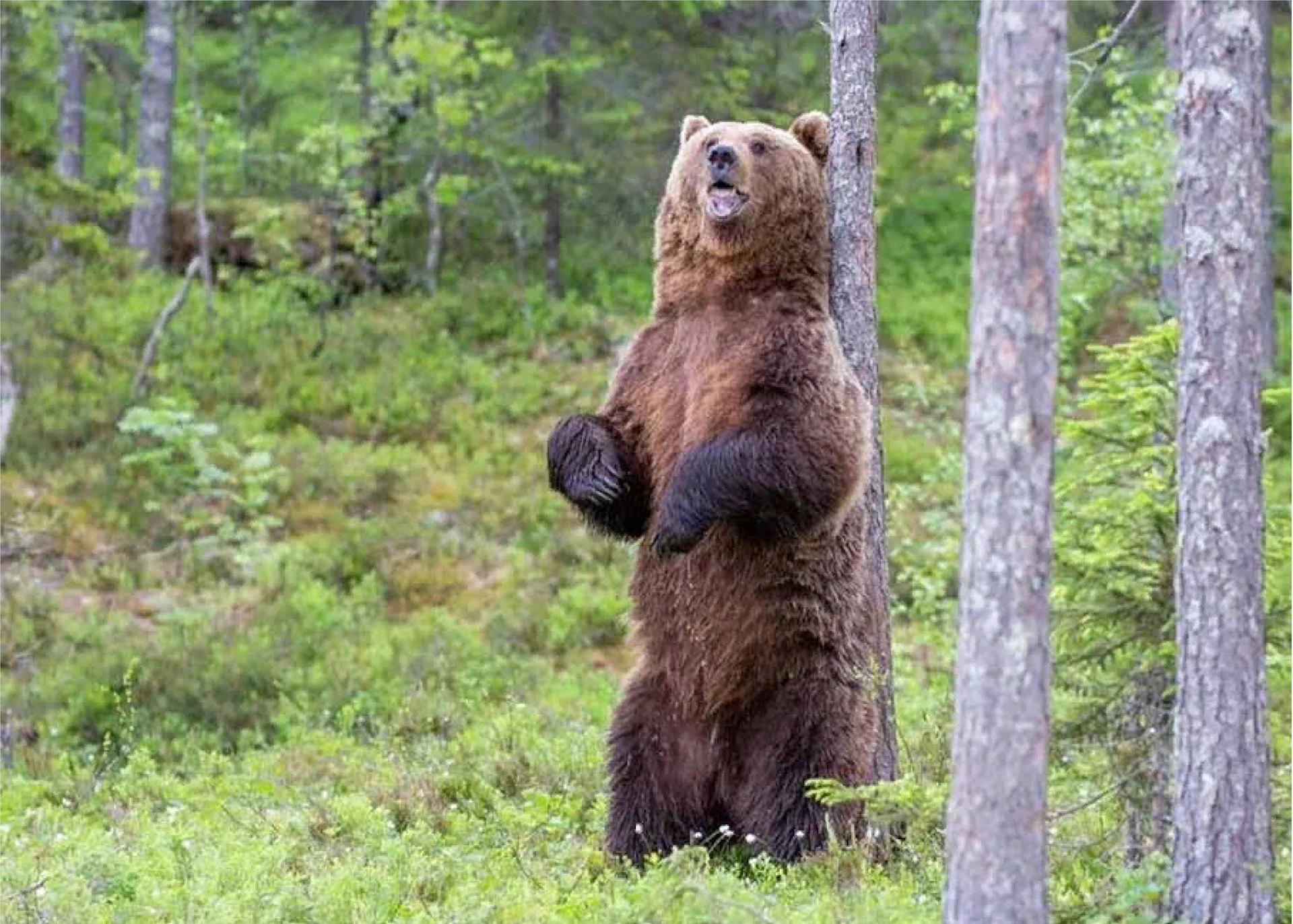 Встретили медвежонка