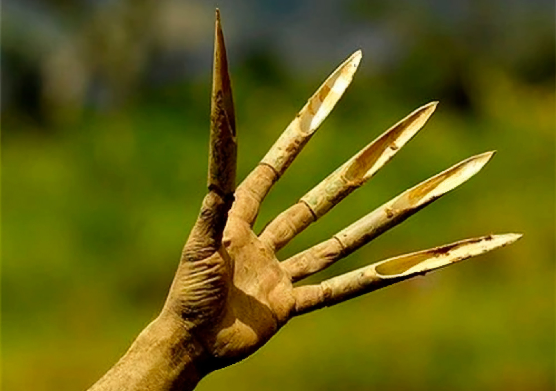 Ногти кошачьи коготки. Боевые когти. Костяные когти росомахи. Текаги сюко. У него есть когти.