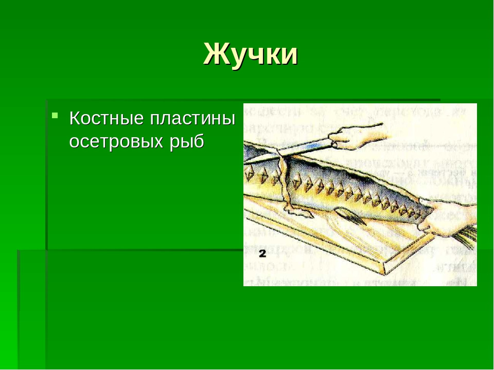 Обработка осетровой рыбы схема