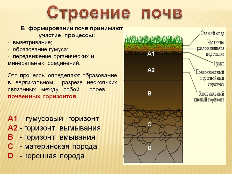 Одинаковое ли количество перегноя содержится в разных образцах почвы с помощью какого опыта