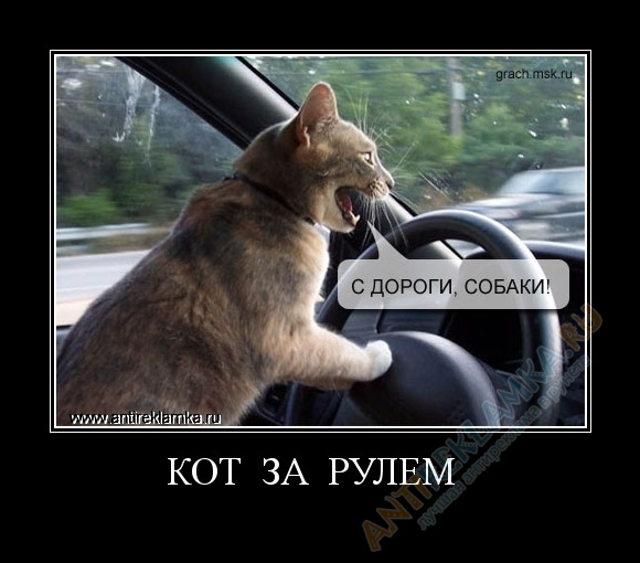Мем с котами за рулем