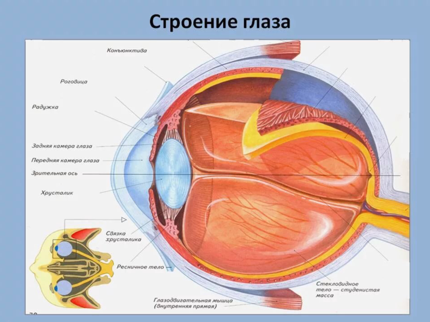 Глаз человека биология 8 класс. Анатомические структуры органа зрения анатомия. Строение глаза человека ЕГЭ биология. Строение глаза анатомия и функции. Внутреннее строение глаза.