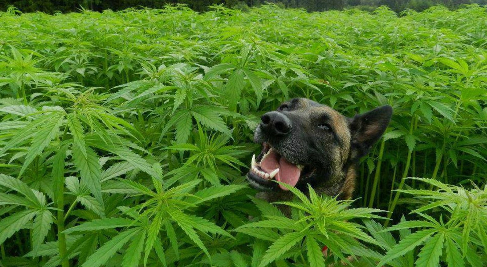 марихуана и собаки