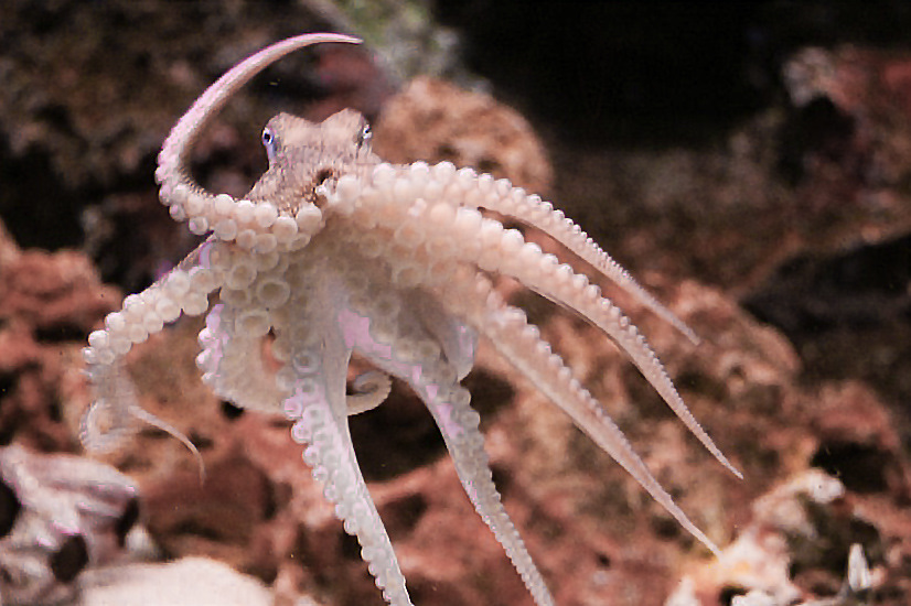 Осьминог меняющий. Осьминог меняющий. Осьминог меняет цвет. Головоногие моллюски осьминог синекольчатый. Осьминог фото.