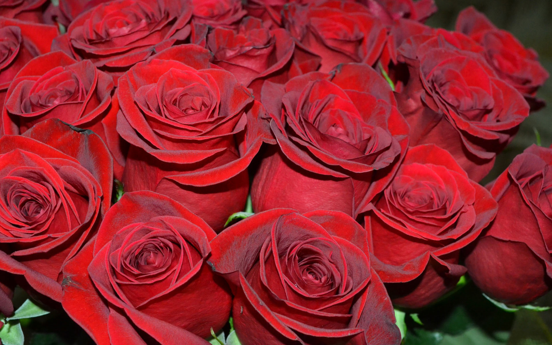 Красивое фото красной розы. Голландские розы красные. Голландские розы бордовые красные.