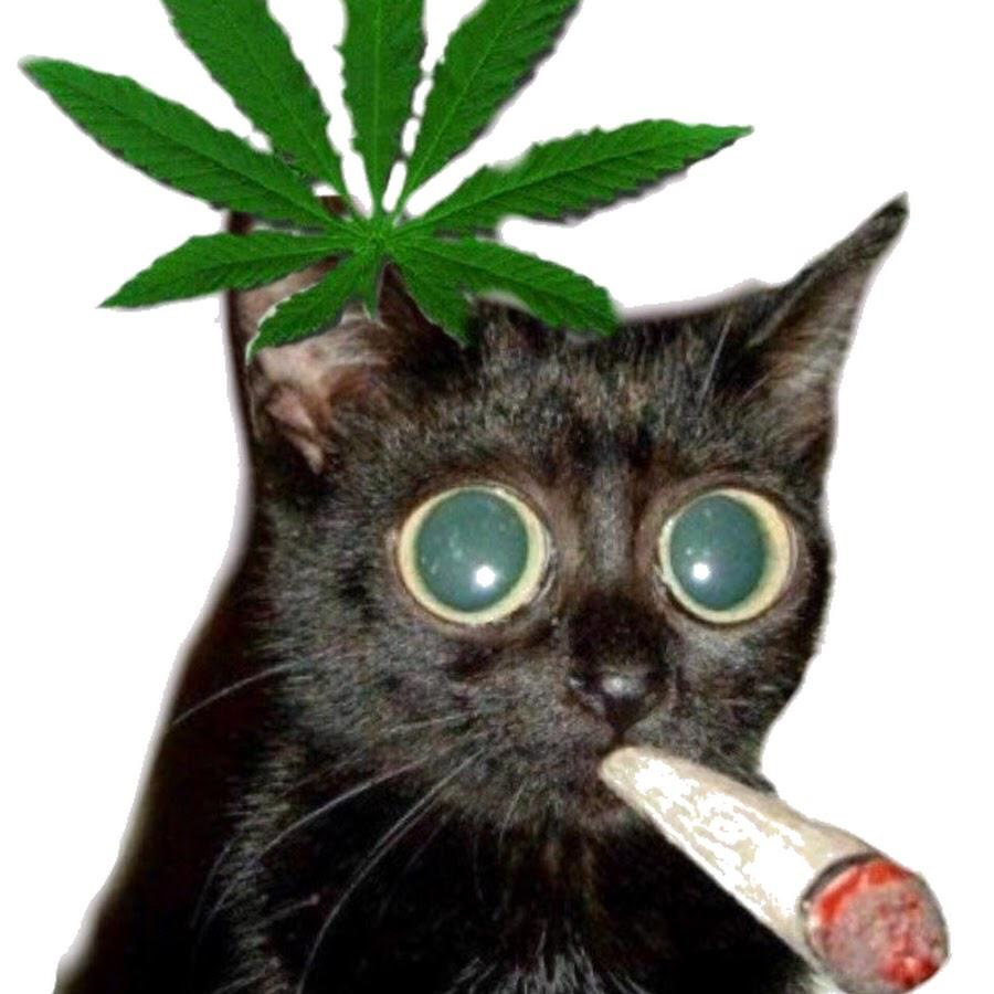 Кот под марихуаной тест на марихуану наркочек