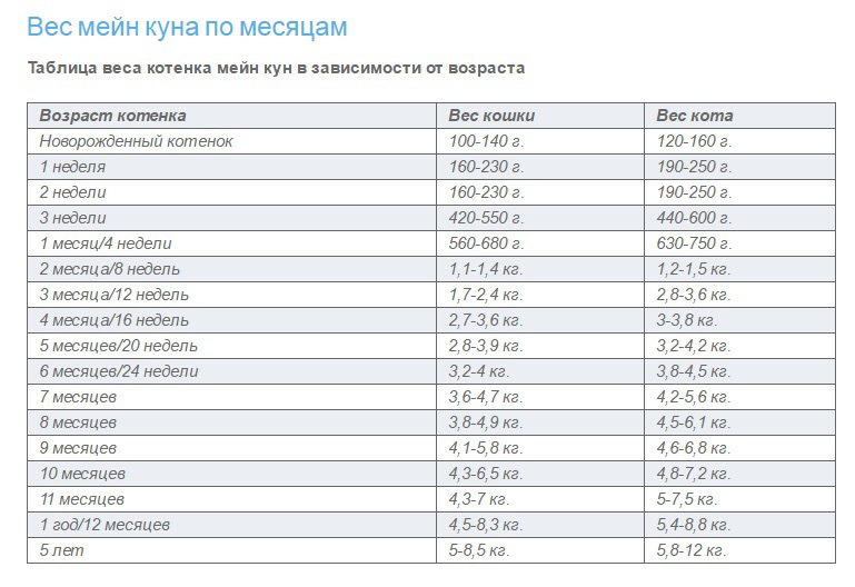 Размер котенка по месяцам фото Модный аксессуар. - Сообщество "Мальчики и Девочки" на DRIVE2