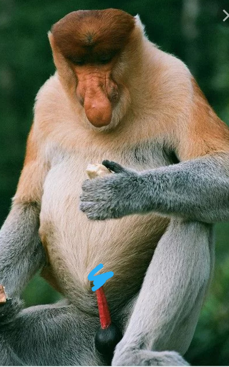 Член обезьяны фото