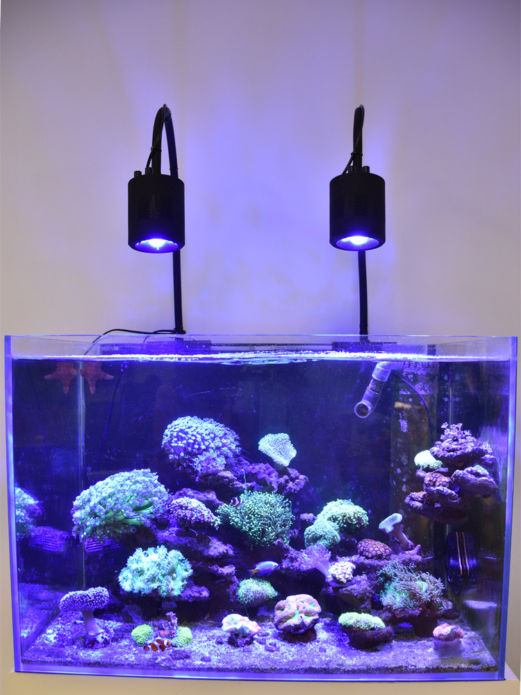 Отключили свет аквариум. Люминесцентных лампы 2g для морского аквариума. Аквафишка светильник для аквариума светодиодный. Красивая подсветка в аквариум. Неоновая подсветка для аквариума.