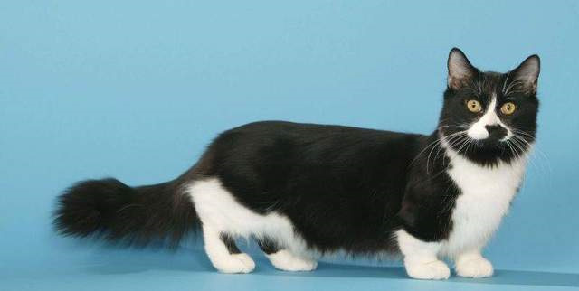 Кот с короткими лапами
110