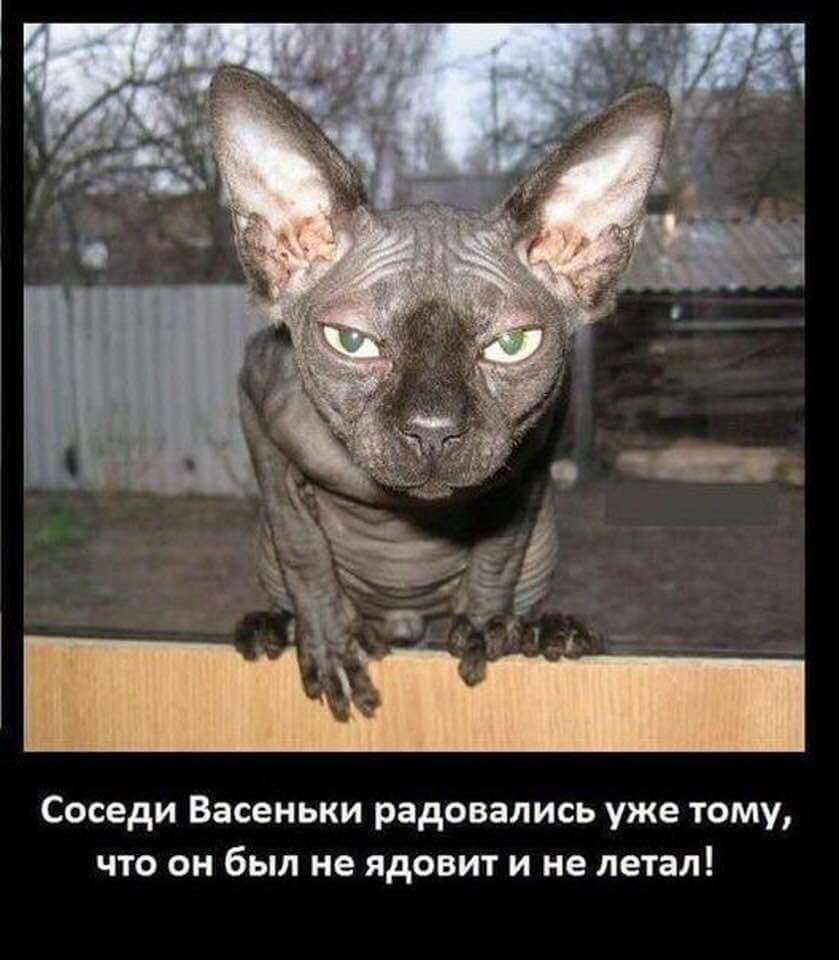 То уже и не будет. Васенька не ядовит и не летает. Соседи радовались что Васенька не ядовит и не. Соседи радовались уже тому что Васенька был не ядовит и не летал. Соседи Васеньки радовались что он не ядовит и не летает.