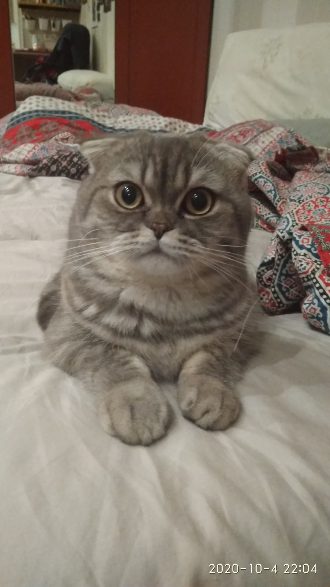 Кот лукас. Кот лукас