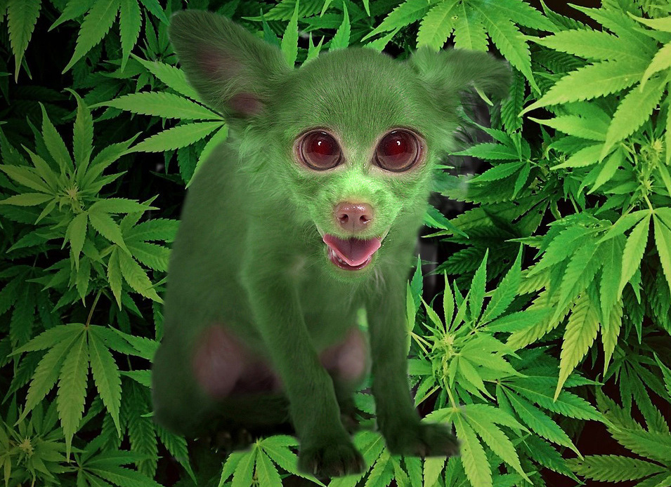 Марихуана 13 медведей пес как вырастит марихуану видео