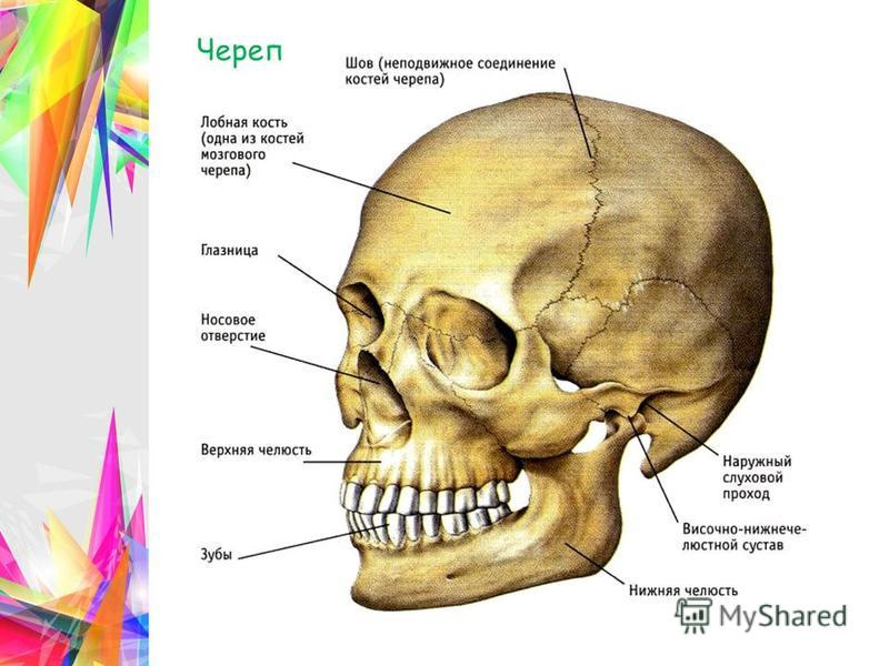 Кости и швы черепа