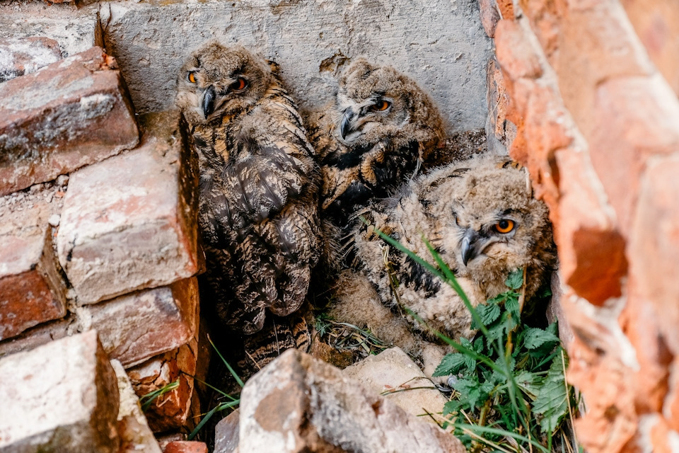 Как поднять Патриот за задние проушины — УАЗ Patriot, 2,7 л, 2012 года ...