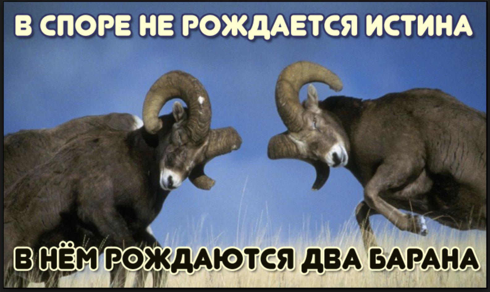 Викингами, смешные картинки спора