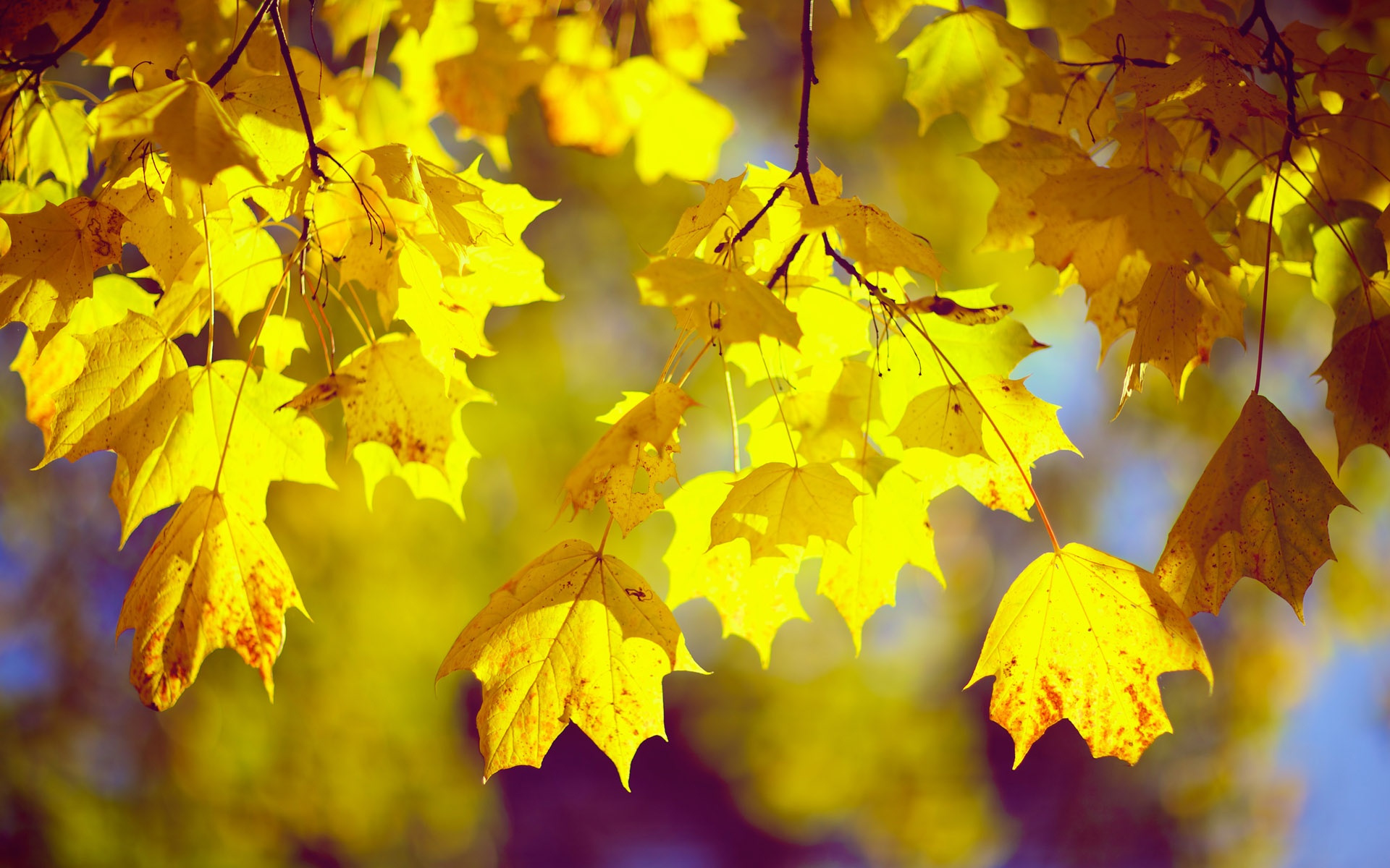 Лист осенний золотист. Жёлтый лист осенний. Осень желтые листья. Желтый листопад. Листопад осенью.