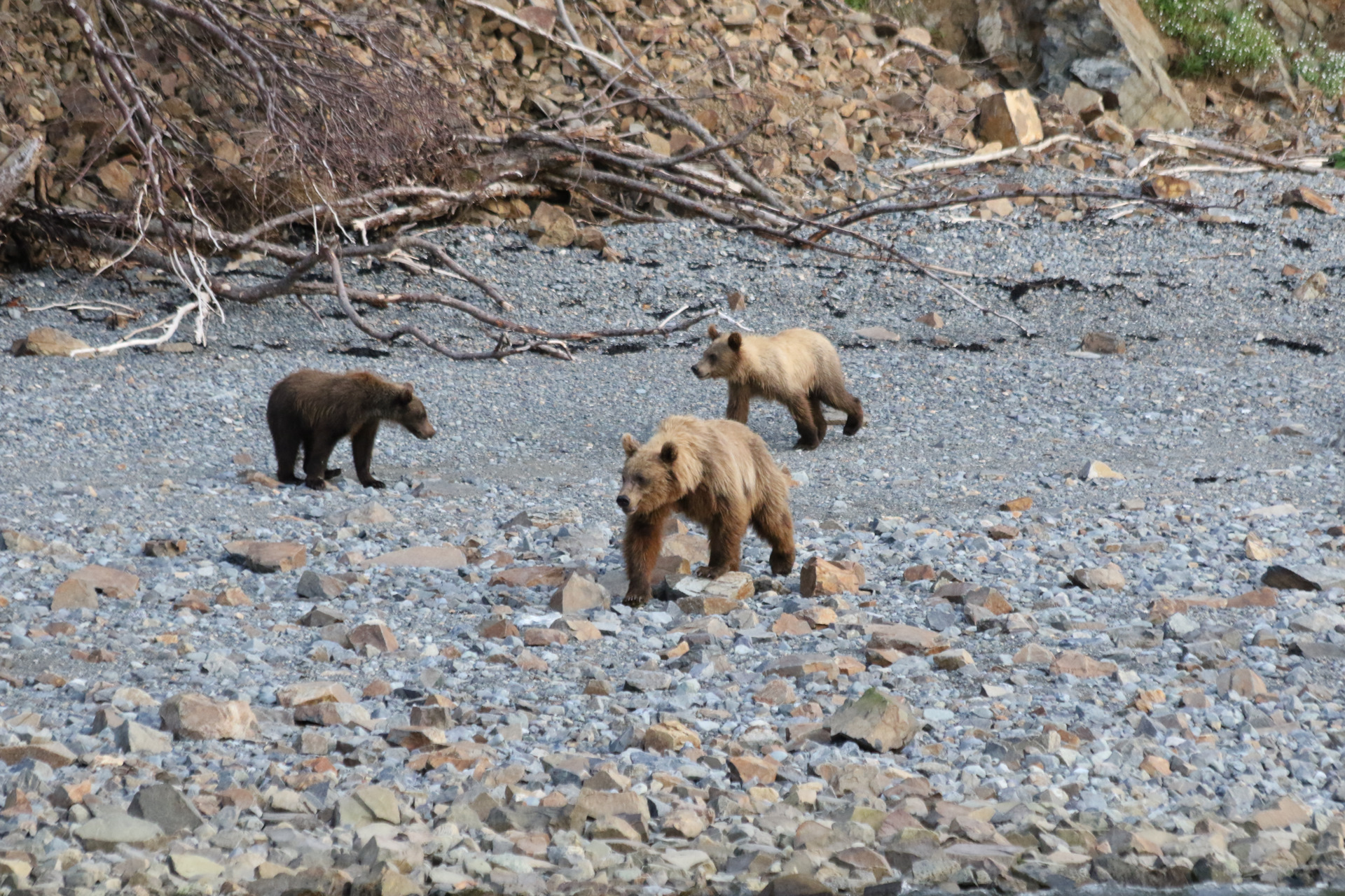 Соперник медведя в дикой природе. Бурый медведь поселился в доме на Камчатке. Медведь нападает в полный рост. Медведь нападает на калана фото.