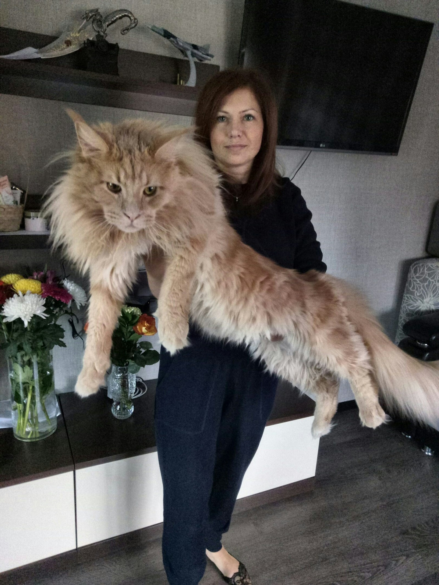 Породы больших кошек фото. Мейн-кун. Кошка Мейн кун. Большой кот Мейн кун. Мейн кун 35 кг.