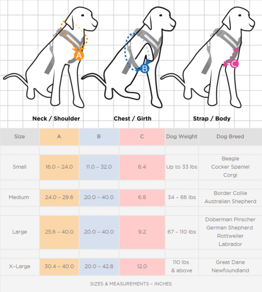Сколько весит взрослый лабрадор. Лабрадор ретривер параметры породы. Породы собак размером с лабрадора. Таблица размеров лабрадора. Параметры лабрадора таблица.