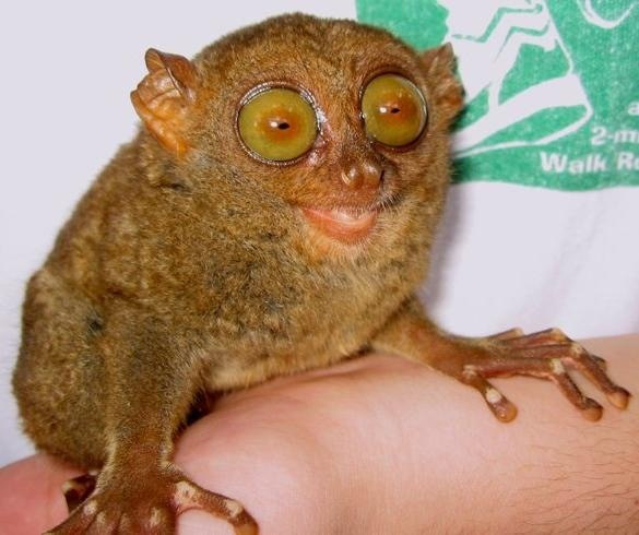 Пучеглазый грибожуй