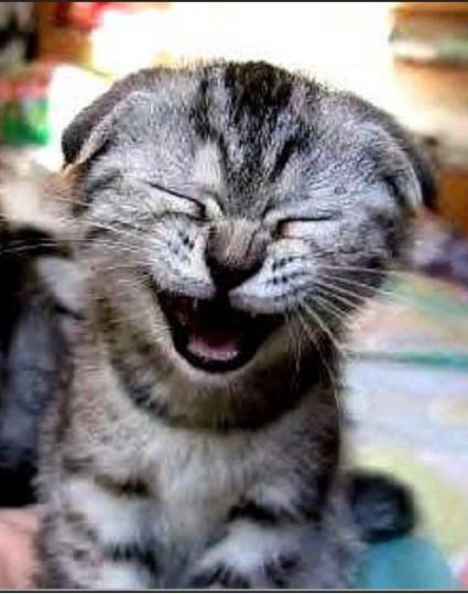 Смеющийся кот