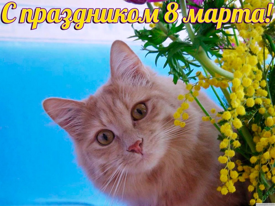 Открытки старинные, коты 8 марта картинки