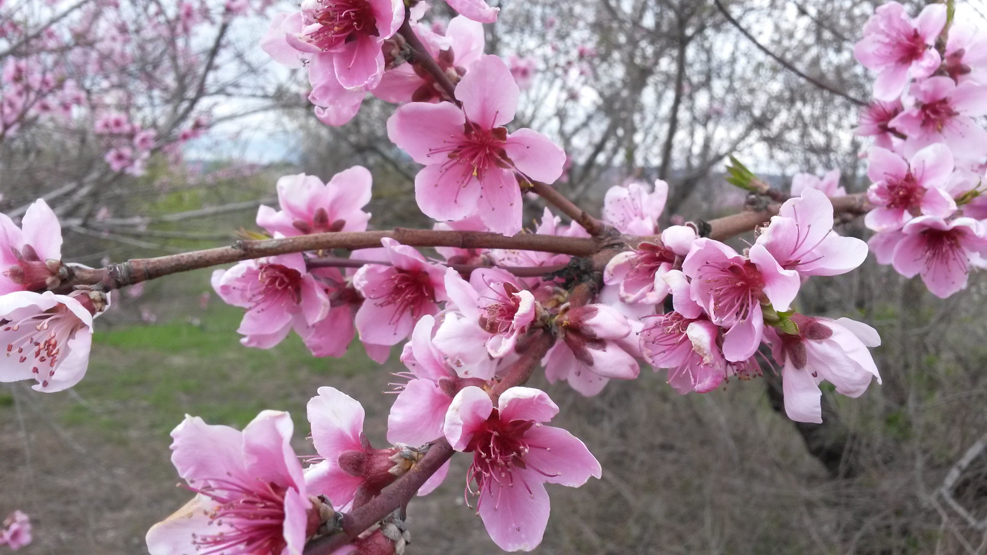 Ожидание цветов персика. Ожидание цветов персика. Ожидание цветов персика. Персик редхейвен цветение. Персик цветение эстетика.