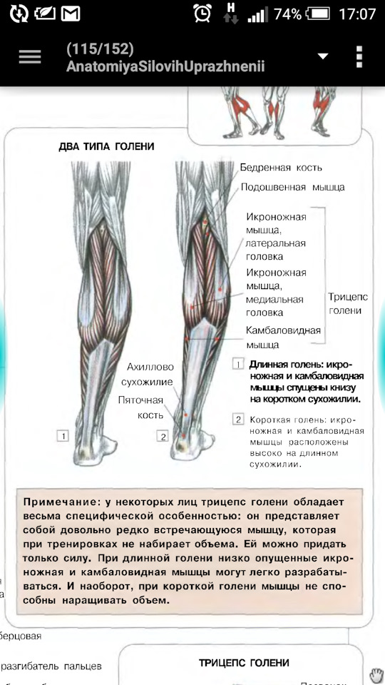 Группы мышц голени. Медиальная головка икроножной мышцы. Медиальная головка икроножной мышцы функции. Сухожилие медиальной головки икроножной мышцы. Латеральная головка икроножной мышцы функции.