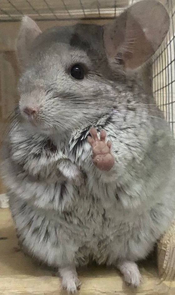 Покраска кукана и треснутый диск под журнальный столик — Audi Q7 (1G ...